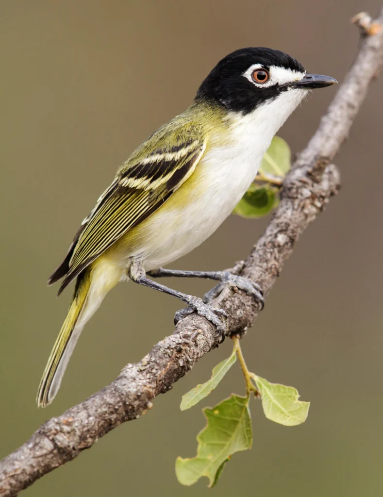 Black-capped Vireo. Photo by Agami Photo Agency, Shutterstock.
