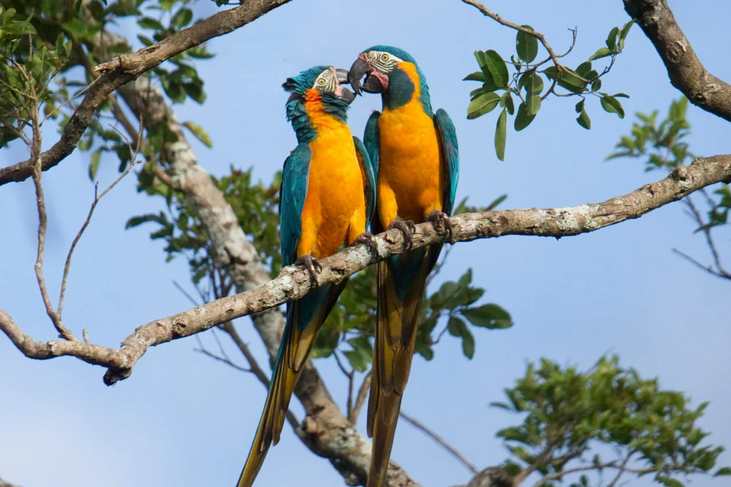 A pair of Blue-throated Macaws. Photo by Daniel Alarcon.