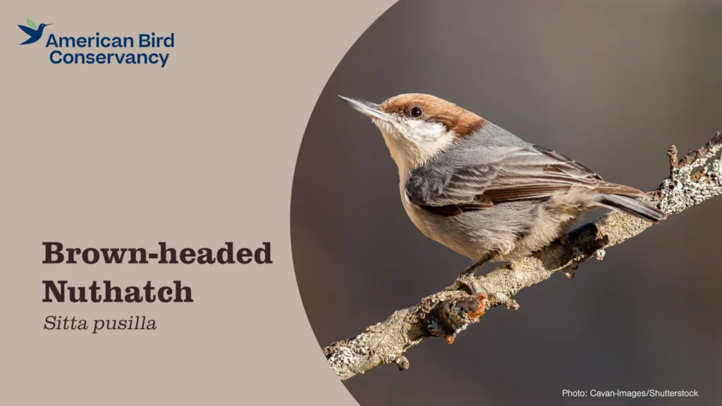 Brown-headed Nuthatch YT Thumb