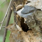 A Look Inside the Nest: Male Birds and Parenting