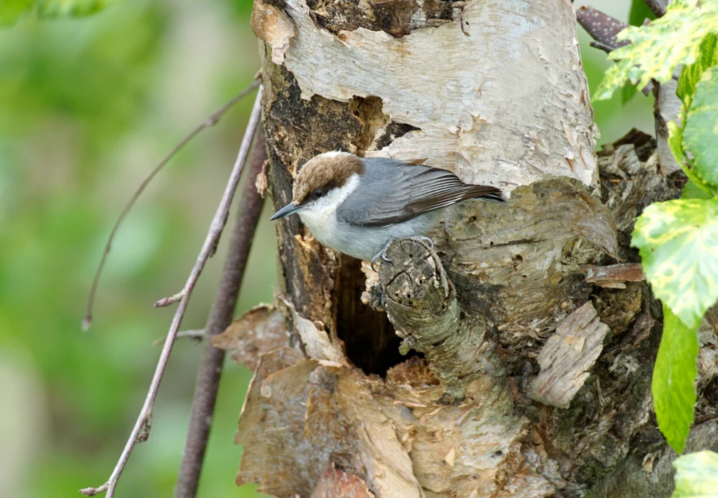 Brown-headed Nuthatch perches outside a nest cavity, which may be tended to not only by the parents but also by other male offspring who arrive as “helpers.” Photo by P.T. Hamilton/Shutterstock.