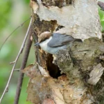 Brown-headed Nuthatch perches outside a nest cavity, which may be tended to not only by the parents but also by other male offspring who arrive as “helpers.” Photo by P.T. Hamilton/Shutterstock.