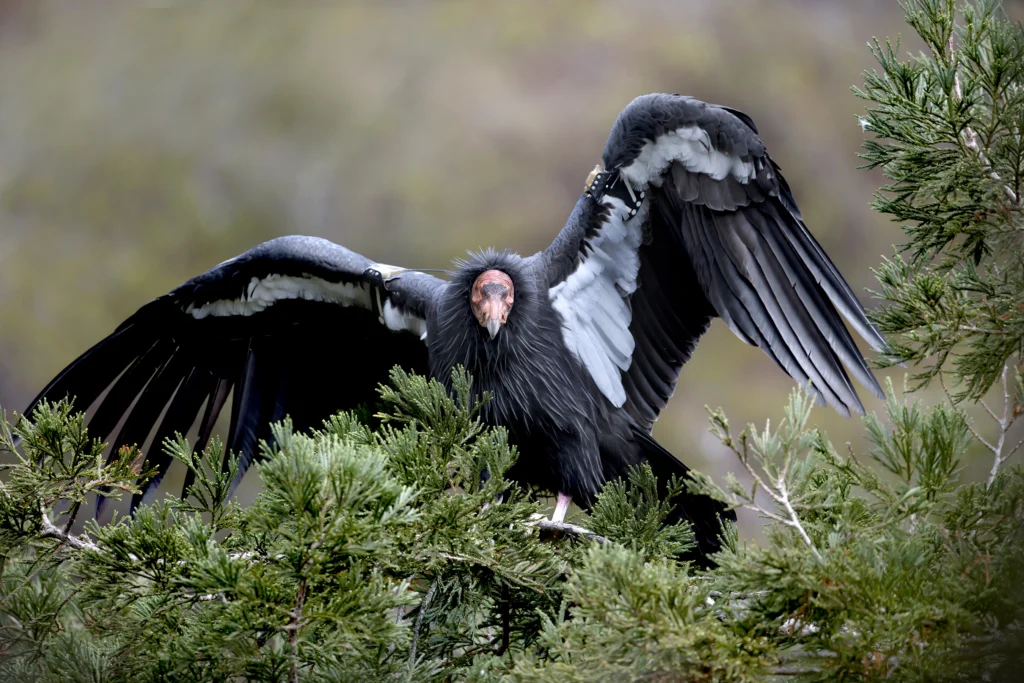 California Condor by Peggy Sells / Shutterstock