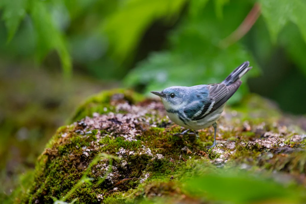 Cerulean Warbler. Photo by Ray Hennessy, Shutterstock.