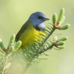 Mourning Warbler. Photo by Larry Master, masterimages.org.