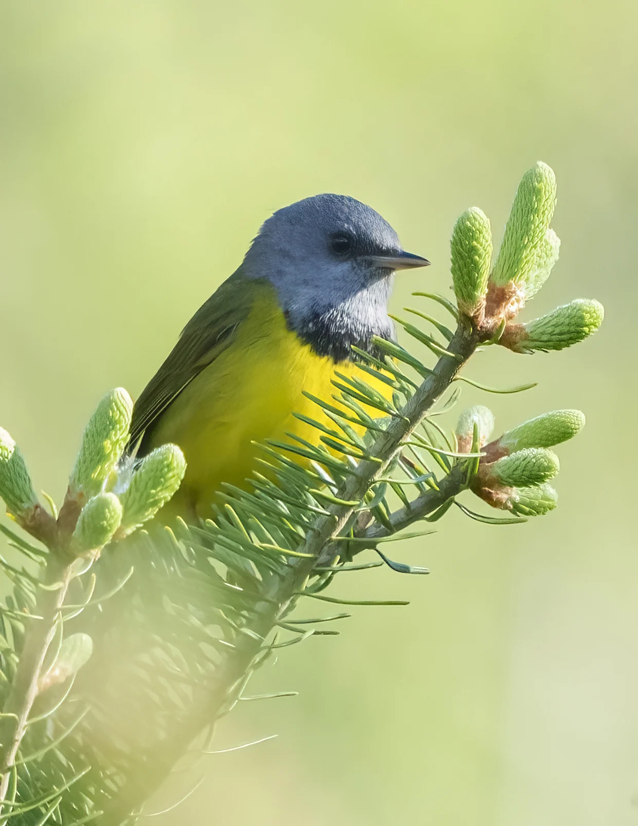 Mourning Warbler. Photo by Larry Master, masterimages.org.
