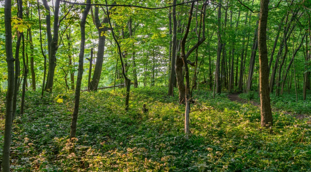 Forest in Ontario, Canada. Photo by Freaktography, Shutterstock