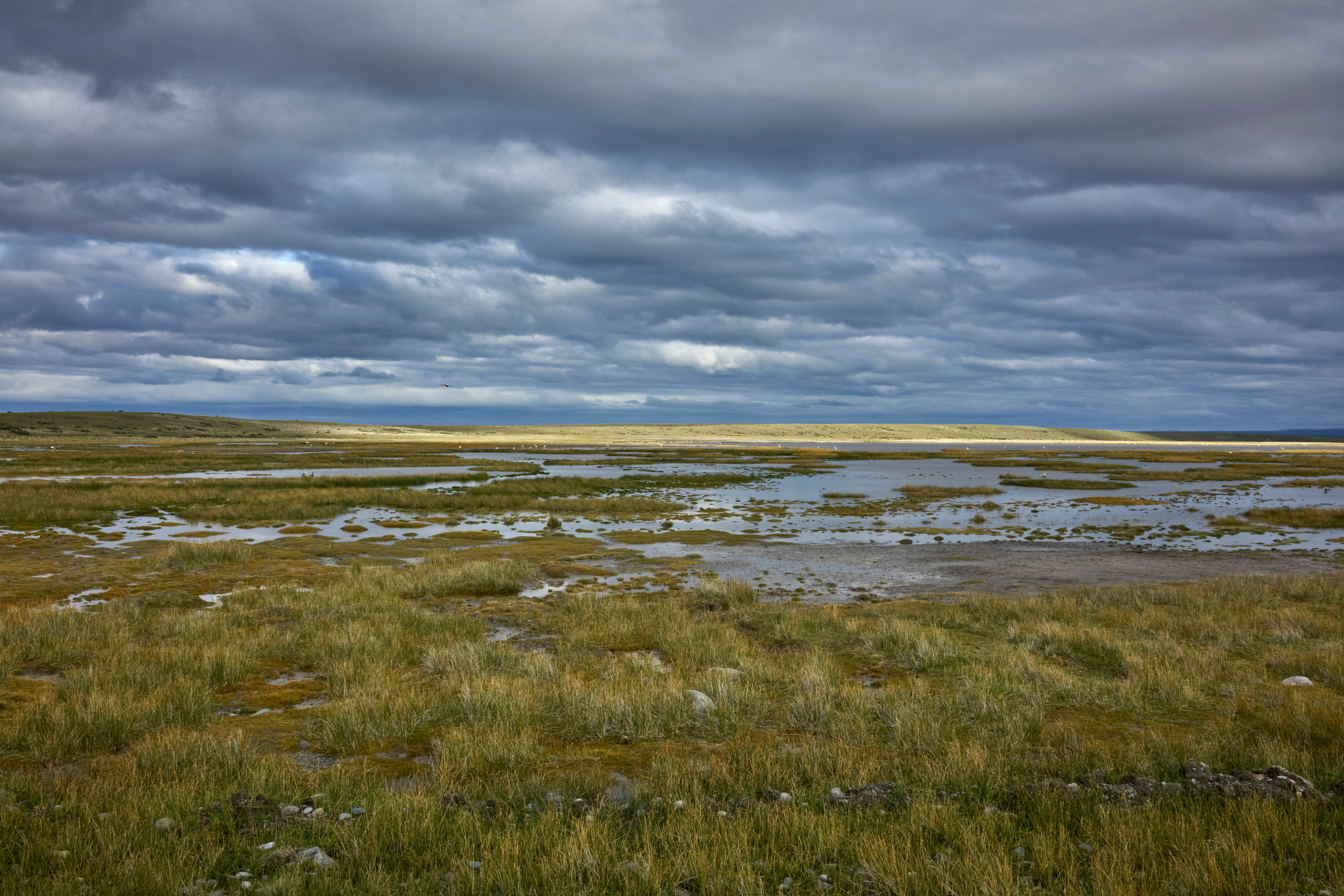 Grassy marshland in Patagonia, Argentina. Photo by Nektarstock, Shutterstock.