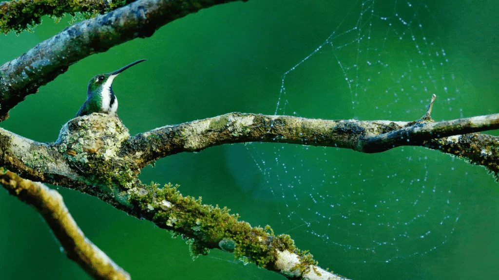 A Look Inside the Nest: Female Birds and Parenting