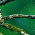 A Look Inside the Nest: Female Birds and Parenting