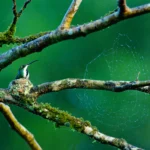 A female Green-breasted Mango, one of the larger hummingbird species, sits on a perfectly camouflaged nest. Photo by Ondrej Prosicky/Shutterstock.