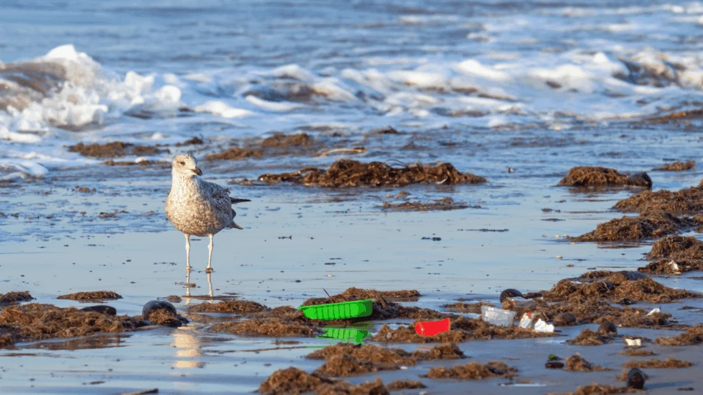 How Are Seabirds Impacted by Ocean Plastic, and What Can You Do to Help?