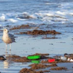 How Are Seabirds Impacted by Ocean Plastic, and What Can You Do to Help?