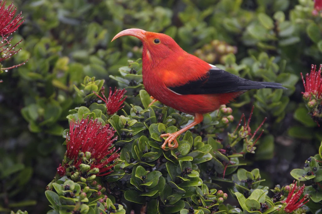 ʻIʻiwi. Jack Jeffrey.