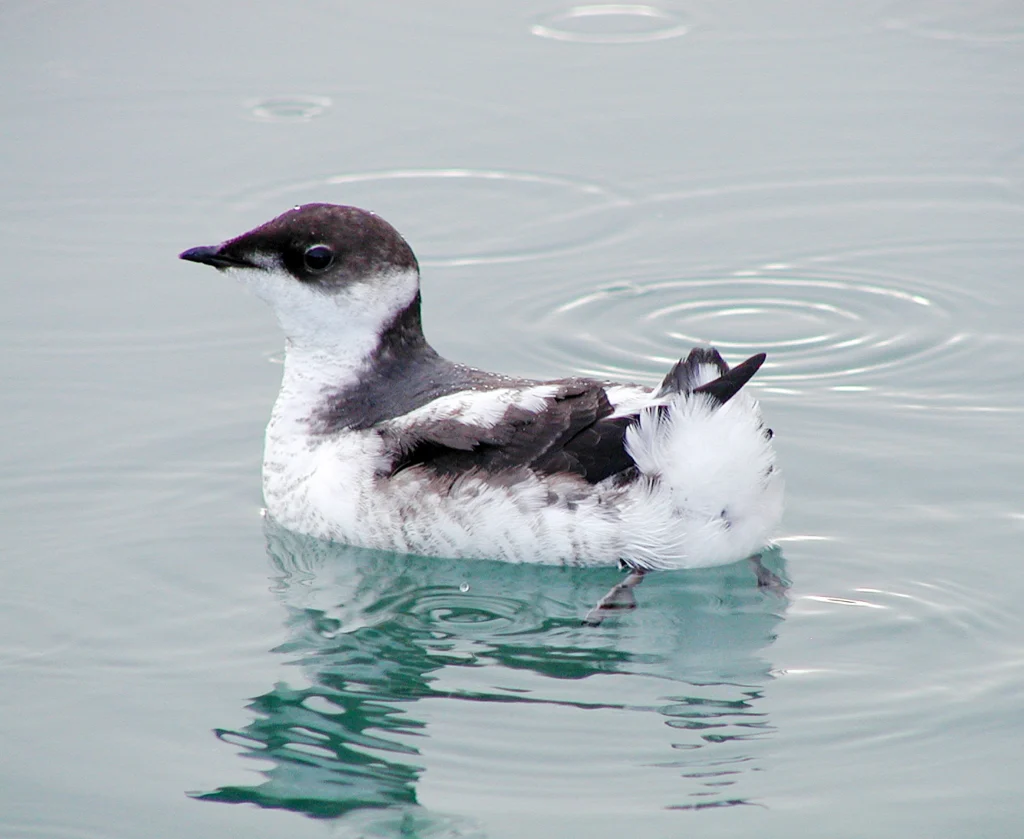 A juvenile Marbled Murrelet. Rich MacIntosh/USFWS.