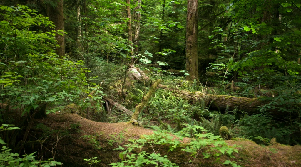 Lush Forest Scene with Fallen Tree Trunks. Photo by Jeffry Surianto, Pexels.