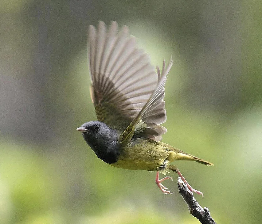 Mourning Warbler. Photo by Alfred Yan.