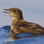 Marbled Murrelet (Brachyramphus perdix) swimming in the ocean in Victoria, BC, Canada.