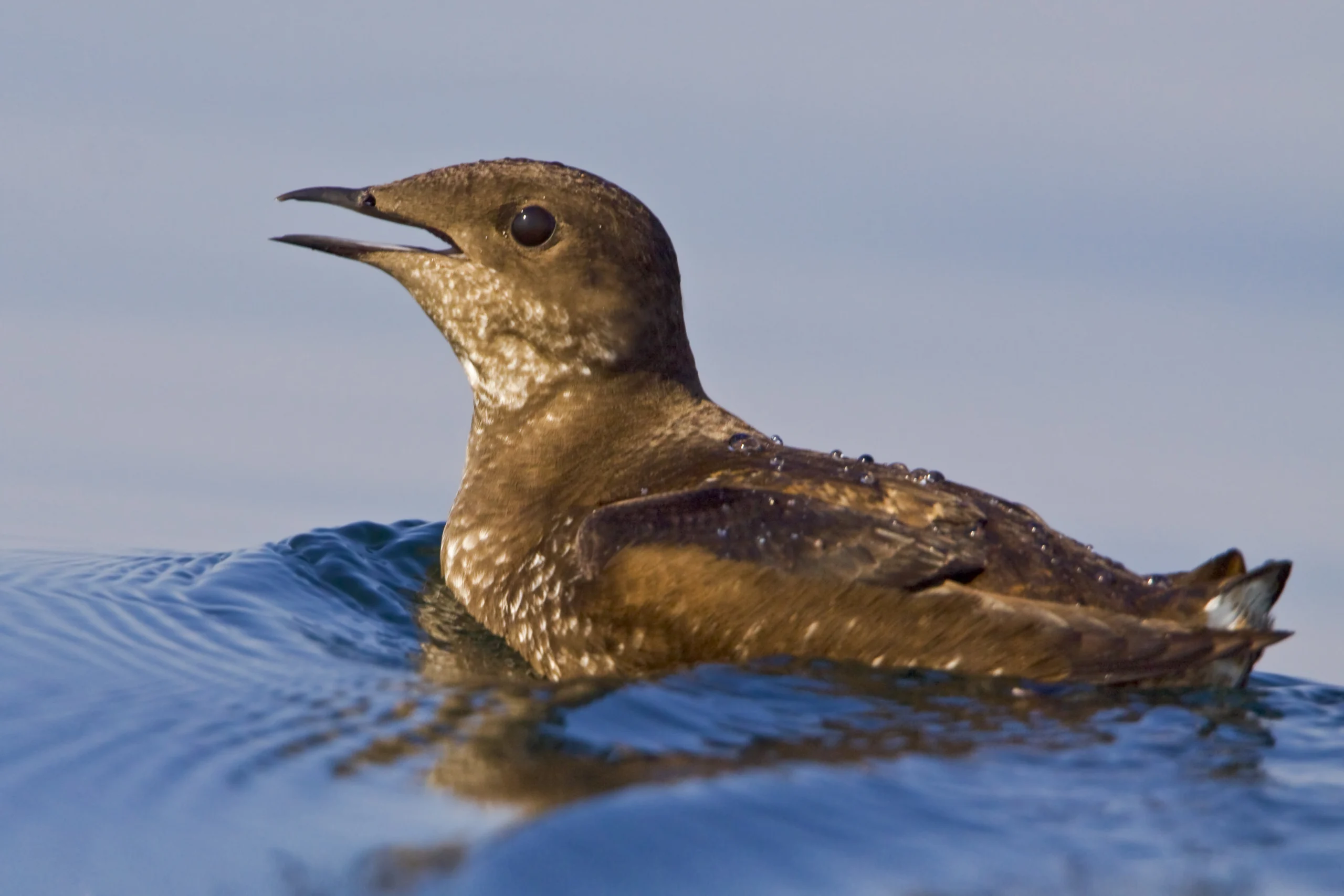 Marbled Murrelet (Brachyramphus perdix) swimming in the ocean in Victoria, BC, Canada.