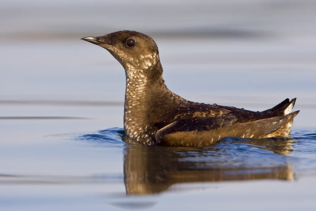 Marbled Murrelet. Photo by Glenn Bartley.