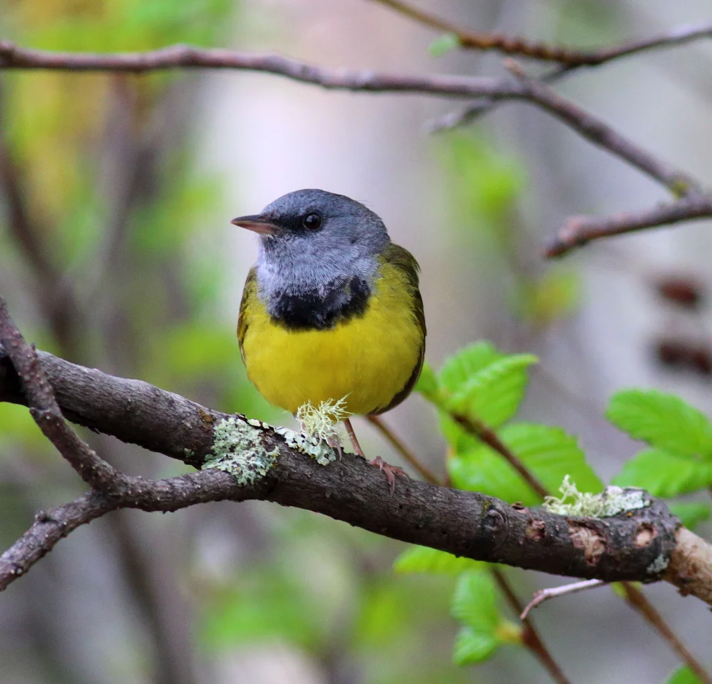 Mourning Warbler male. Photo by Bruce Beehler.