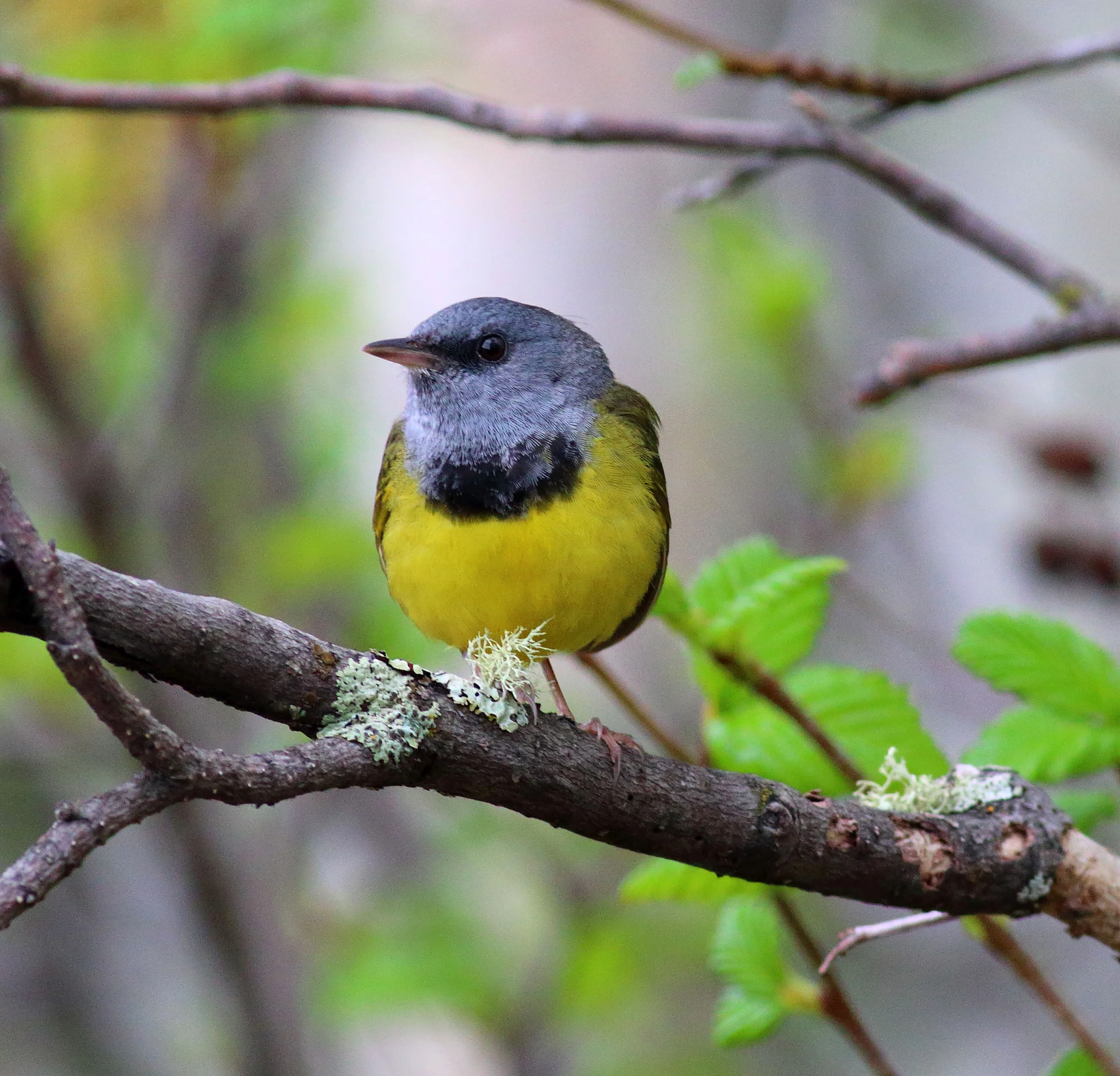 Mourning Warbler male. Photo by Bruce Beehler.