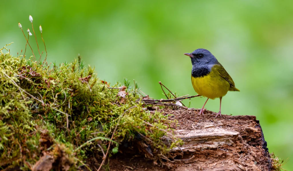 Mourning Warbler on log. Photo by FotoRequest, Shutterstock.