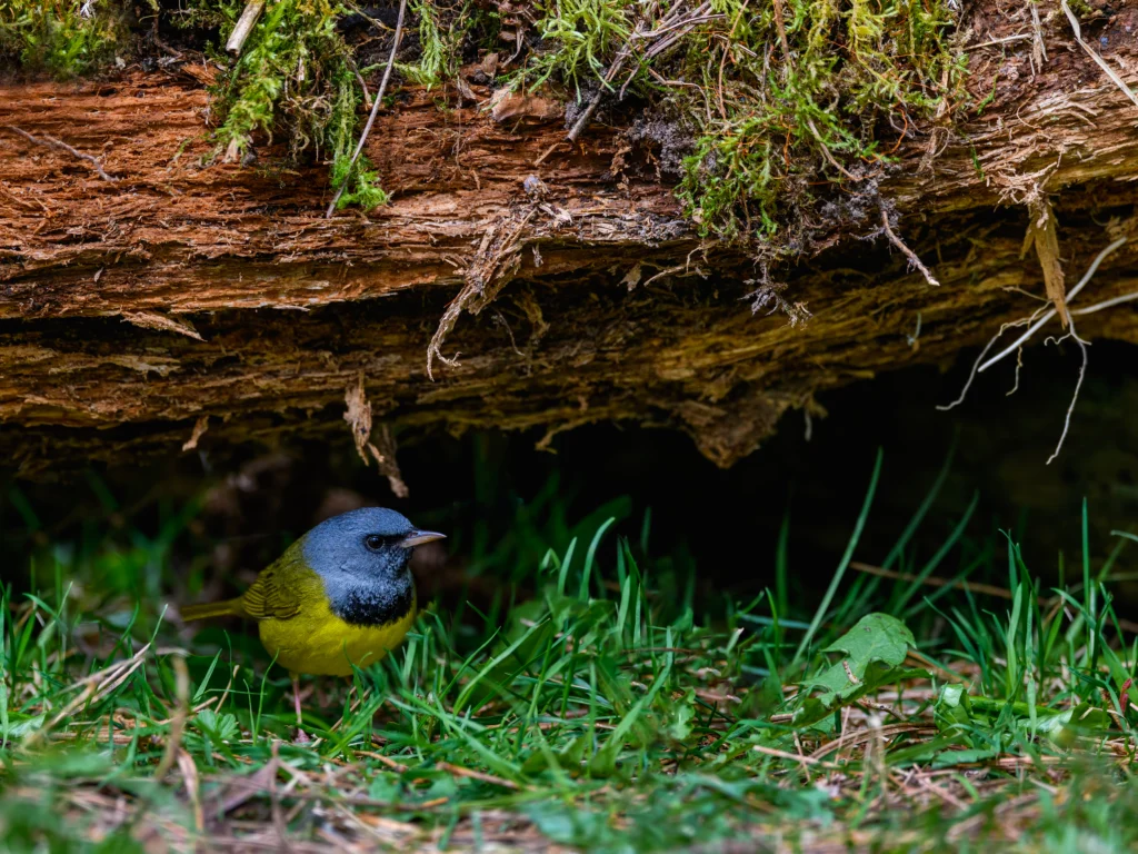 Mourning Warbler under log. Photo by FotoRequest, Shutterstock.