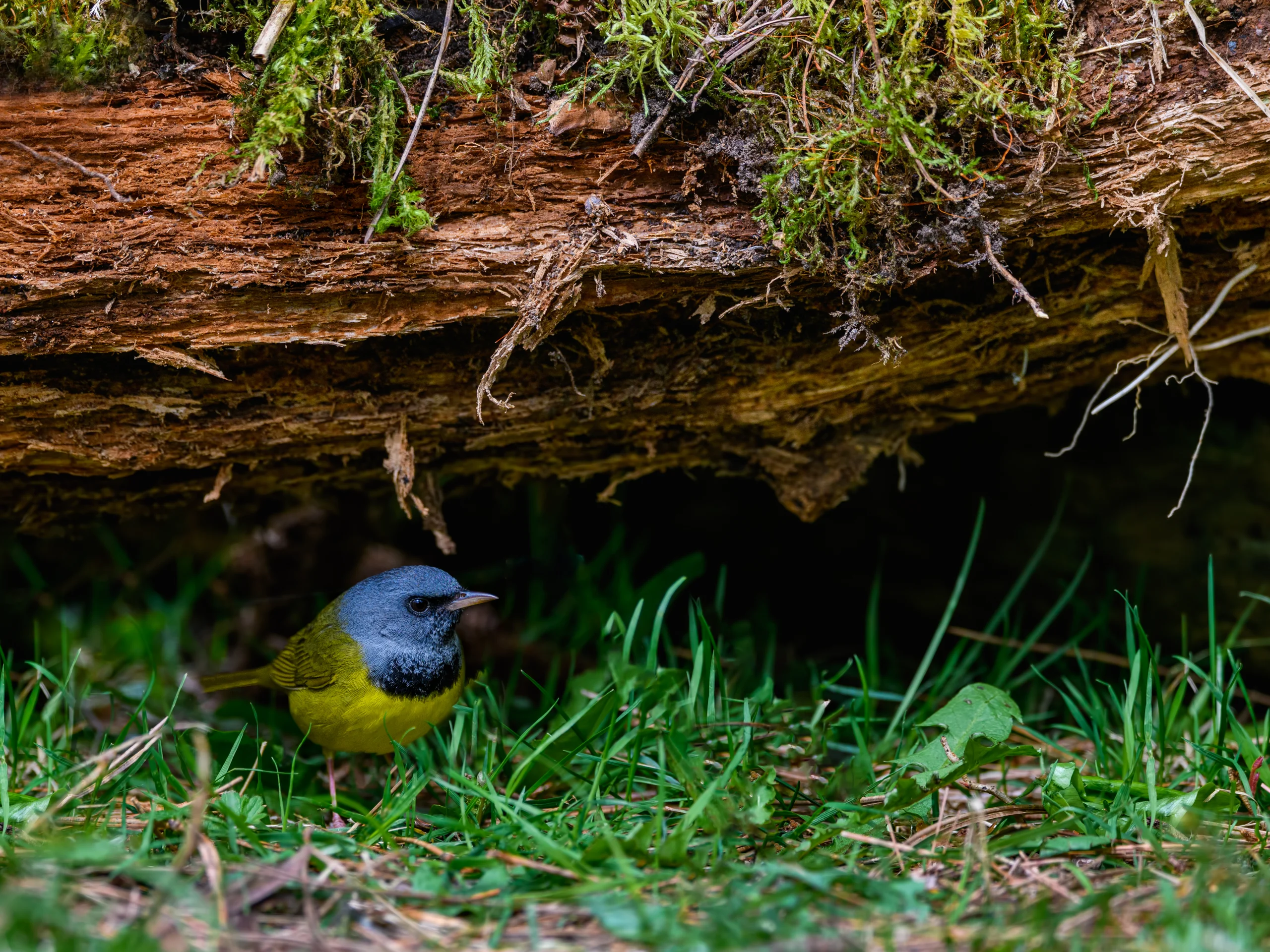 Mourning Warbler under log. Photo by FotoRequest, Shutterstock.