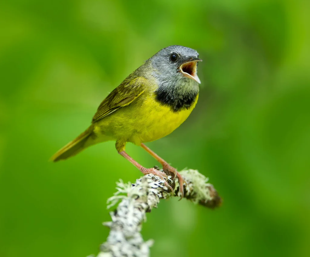 Mourning Warbler singing. Photo by Agnieszka Bacal, Shutterstock.