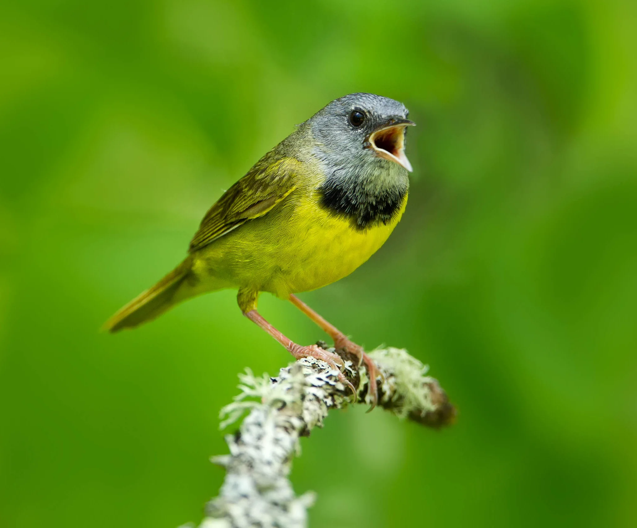 Mourning Warbler singing. Photo by Agnieszka Bacal, Shutterstock.