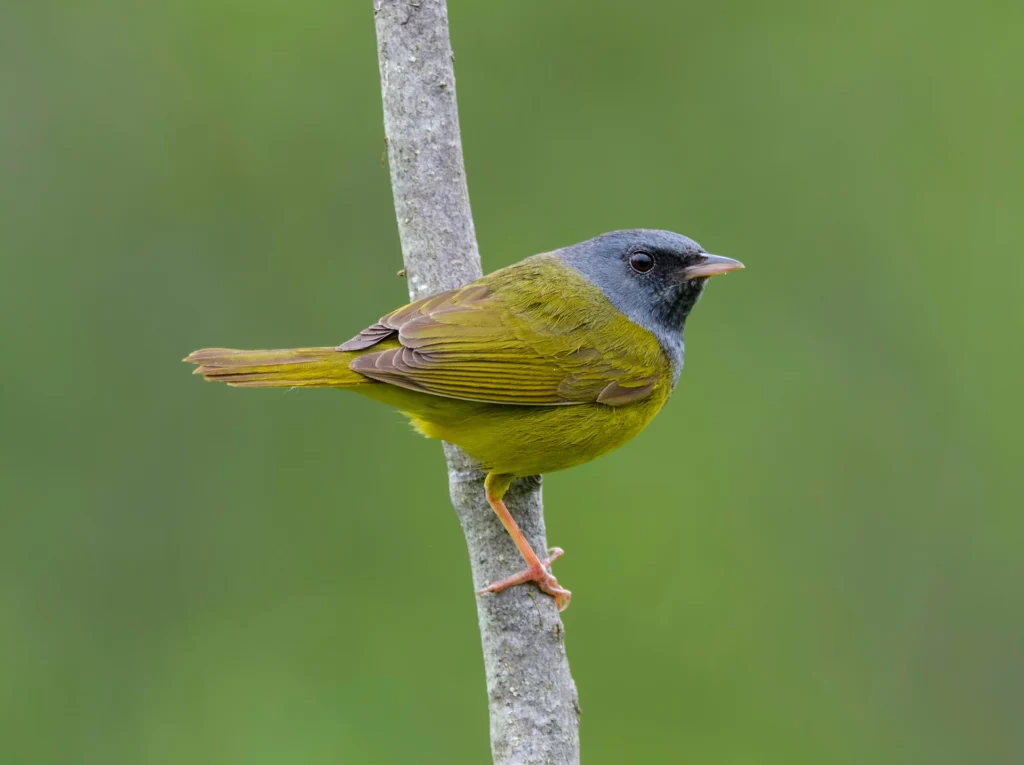 Mourning Warbler on branch. Photo by FotoRequest, Shutterstock.