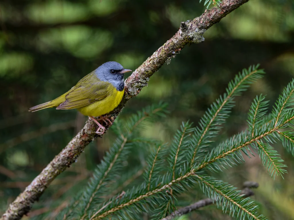 Mourning Warbler perched on branch. Photo by FotoRequest, Shutterstock.