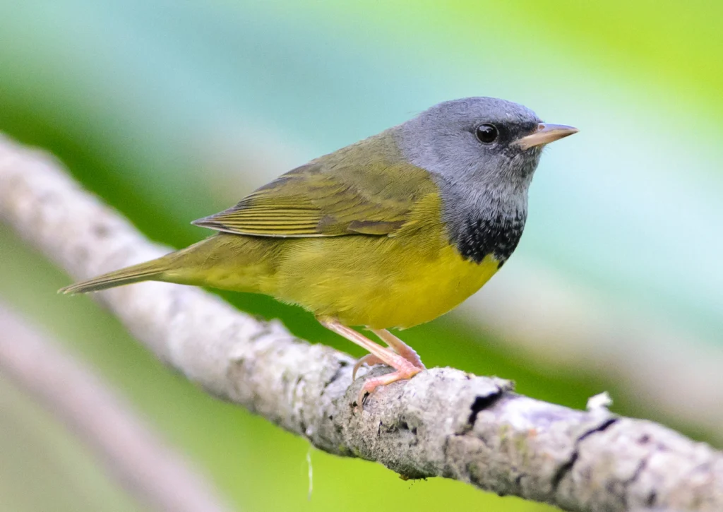 Mourning Warbler. Photo by Salparadis, Shutterstock.