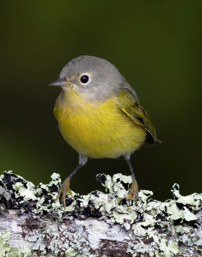 Nashville Warbler. Photo by Paul Rossi.