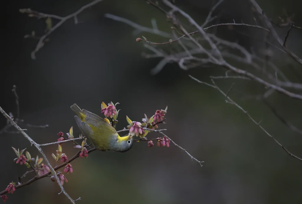 Nashville Warbler foragiing. Photo by Joshua Galicki.