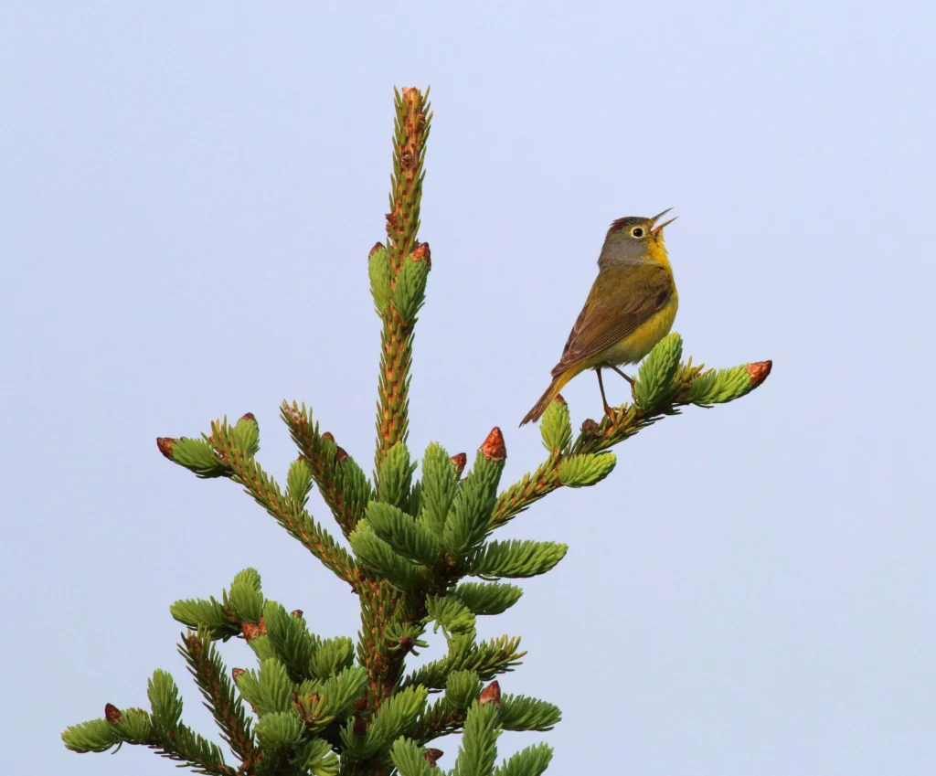 Nashville Warbler. Photo by Bruce Beehler.