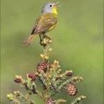 Nashville Warbler singing. Photo by Dan Behm.