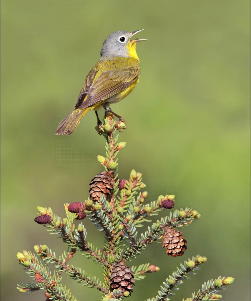 Nashville Warbler singing. Photo by Dan Behm.