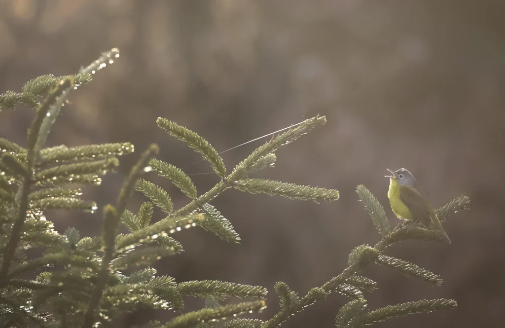 Nashville Warbler. Photo by Joshua Galicki.