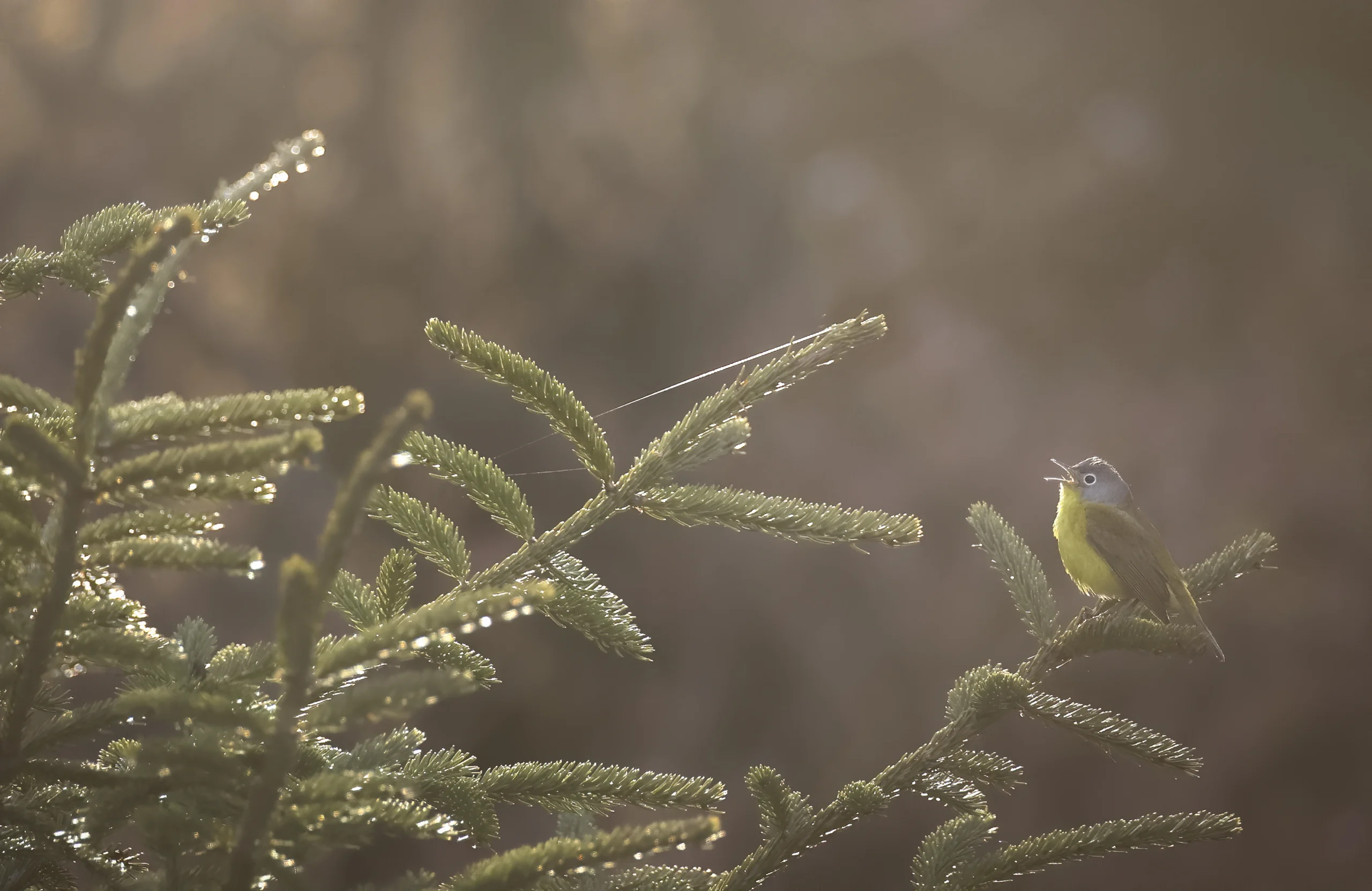 Nashville Warbler. Photo by Joshua Galicki.
