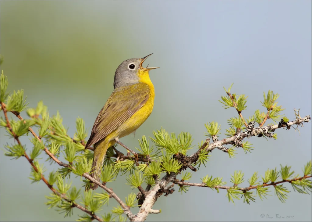 Nashville Warbler. Photo by Dan Behm.