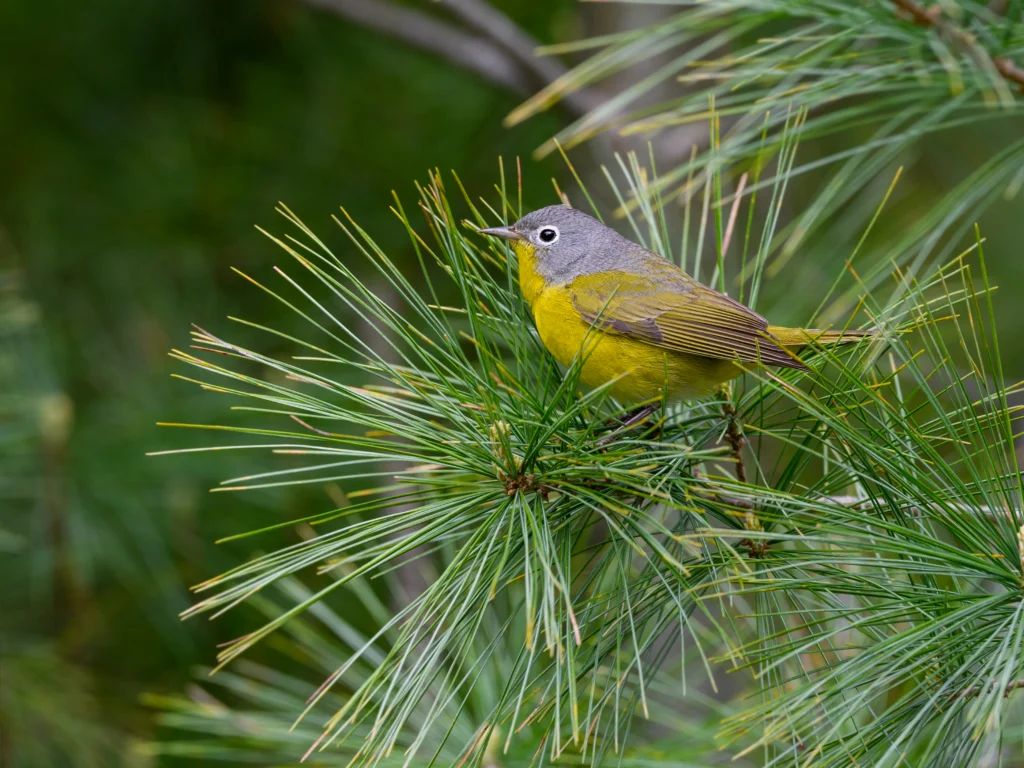Nashville Warbler. Photo by FotoRequest, Shutterstock.