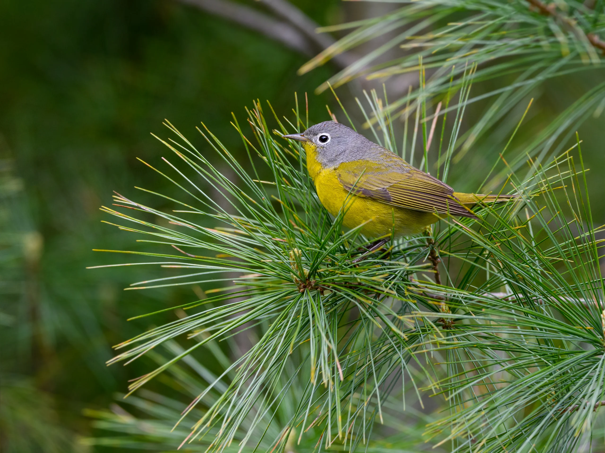 Nashville Warbler. Photo by FotoRequest, Shutterstock.