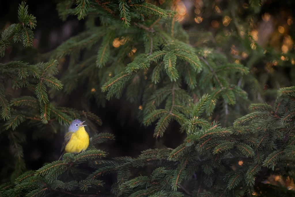 Nashville Warbler. Photo by Joshua Galicki.