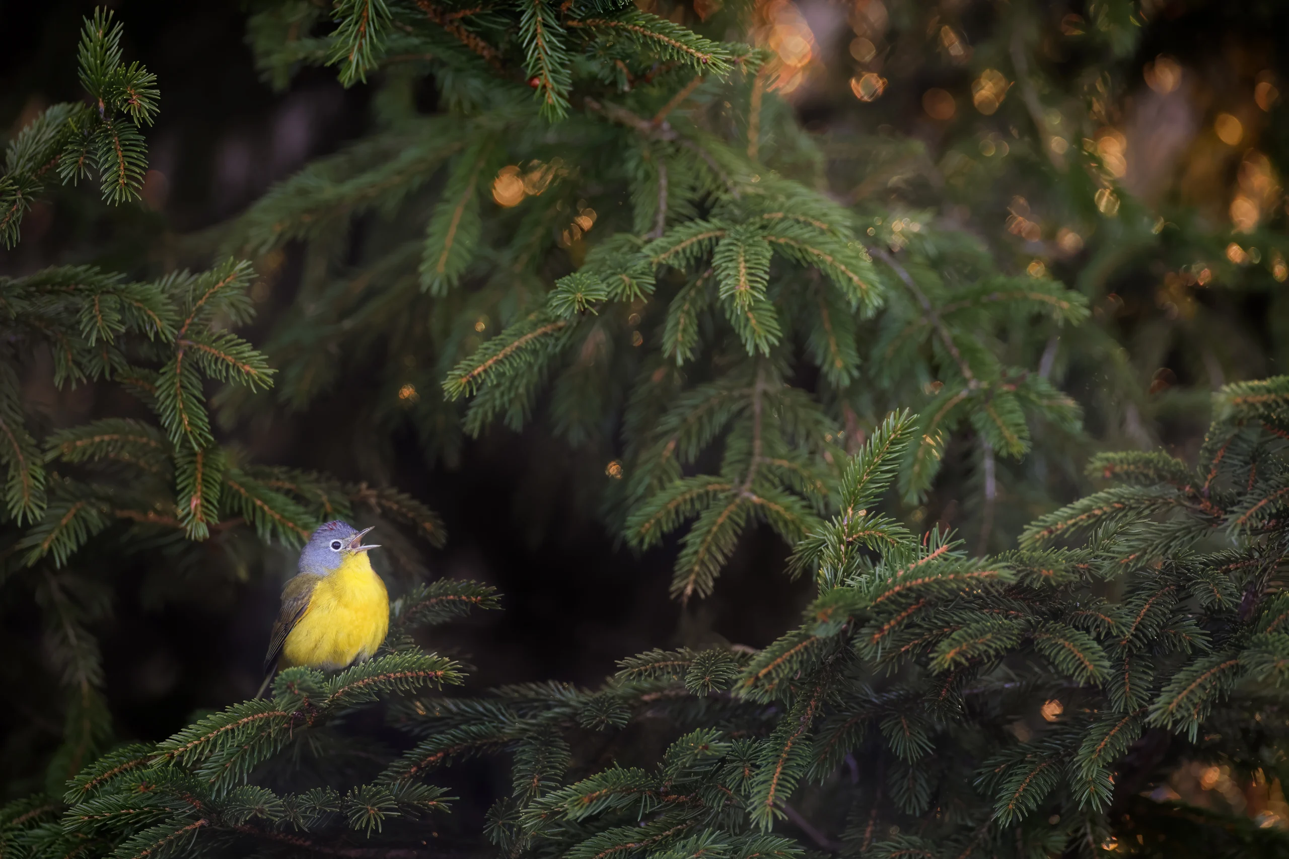 Nashville Warbler. Photo by Joshua Galicki.