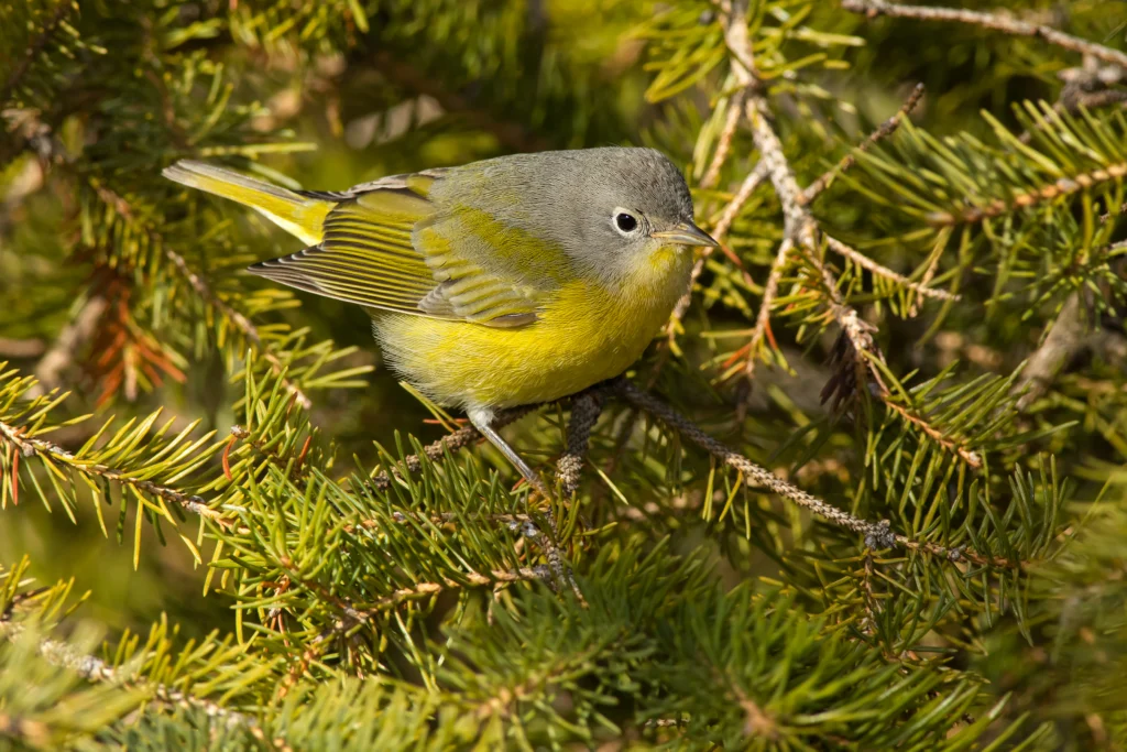 A male Nashville Warbler is perched in an evergreen tree. Sedgewick Forest, Oakville, Ontario, Canada. Photo by Paul Reeves Photography, Shutterstock.