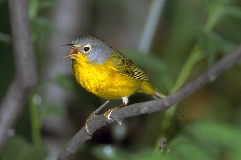 Nashville Warbler. Photo by @Michael Stubblefield.