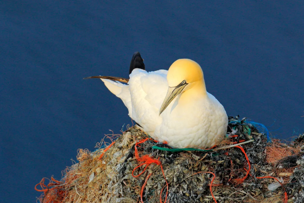 A Northern Gannet sits on a nest made with plastic trash.