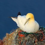 A Northern Gannet sits on a nest made with plastic trash.